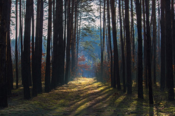 View of the rural path and forest in the autumn day