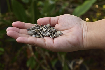Sunflower seed in a hand for planting, give a new life