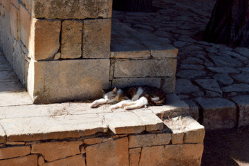 Cat sleeping on stone wall