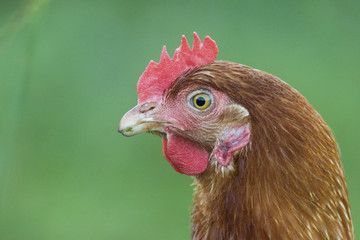 Free range hens portrait