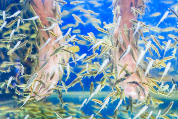 Fish Spa pedicure Rufa Garra treatment , Feet and fish in blue water