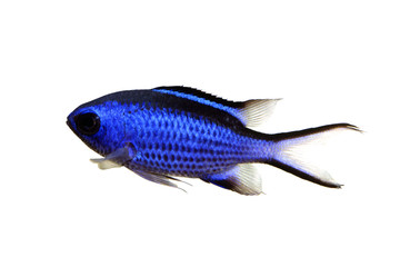 ブルークロミス