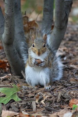 grey squirrel