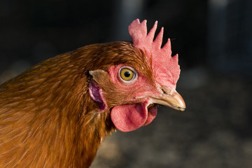 Free range hens portrait