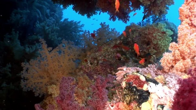 School of bright fish on background of different corals underwater Red sea. Relax video about marine nature of beautiful lagoon.