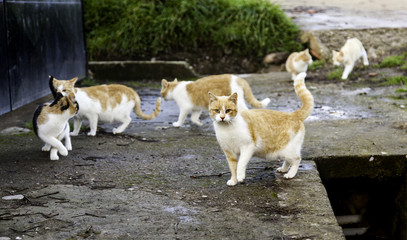 Obraz premium Abandoned street cats