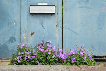 Bright violet flowers in front of blue gate, mailbox sign reads 'no advertising'