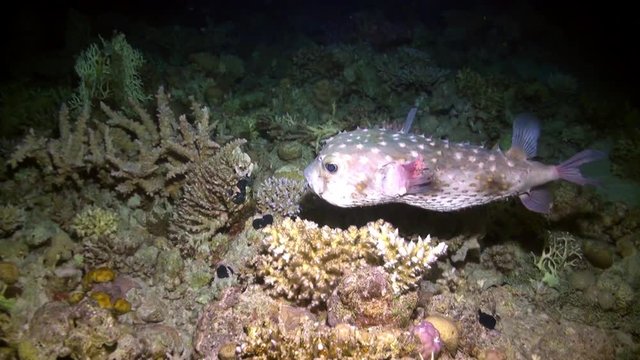 Orbiculate burrfish Diodontidae fish underwater of Red sea. Marine nature of Egypt.
