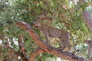 Wild African Leopard standing on a branch in a lush vibrant tree in South Luangwa national Park, Zambia
