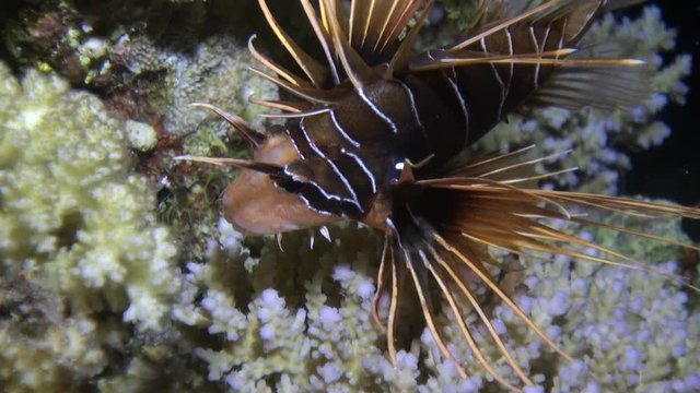 Radiant fish Clearfin lionfish Pterois radiata on sandy bottom of Red sea. Relax underwater video about marine animals.