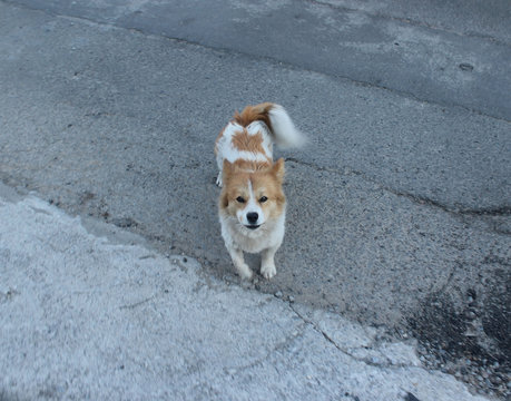  개 Canis lupus familiaris                 