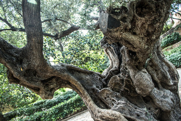  large tree trunk