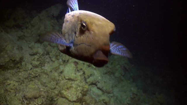 Scuba diving with giant fish Common lionfish Pterois volitans in Red sea. Relax underwater video about devourer of marine inhabitants.