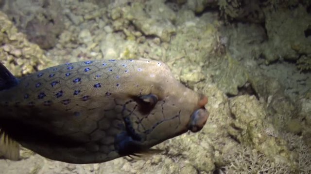 Scuba diving with giant fish Common lionfish Pterois volitans in Red sea. Relax underwater video about devourer of marine inhabitants.
