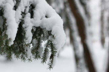 winter snow on fir tree branch