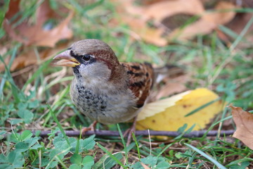 small brown and grey bird