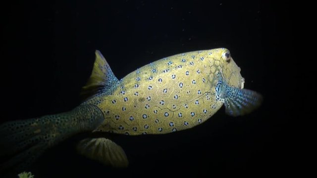 Scuba diving with giant fish Common lionfish Pterois volitans in Red sea. Relax underwater video about devourer of marine inhabitants.