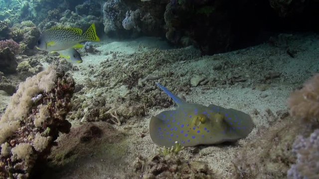 Bluespotted stingray Taeniura Lumma hiding under coral underwater Red sea. Relax video about marine animal on background of beautiful lagoon.