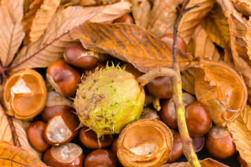 Horse Chestnuts on fallen leaves.