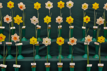 Daffodils on display at a horticultural competition