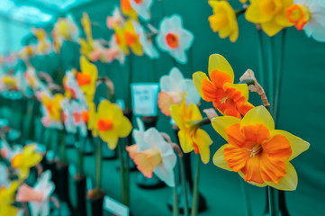 Daffodils on display at a horticultural competition
