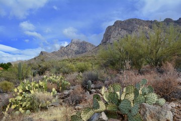 Linda Vista Hiking Trail Oro Valley Arizona