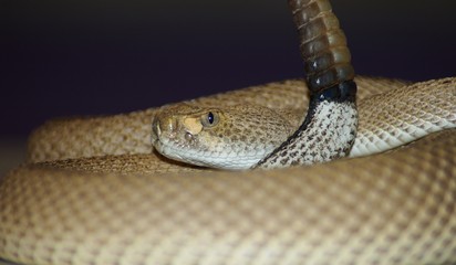 DIamond Back Rattler