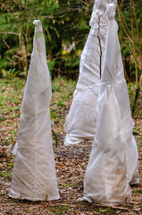 Fleeces protect tender plants from frost in a garden