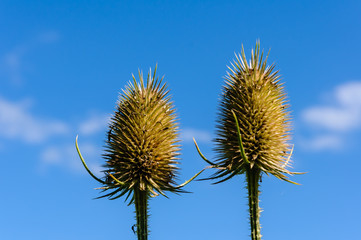 Seedheads of teasel (Dipsacus fullonum) plants
