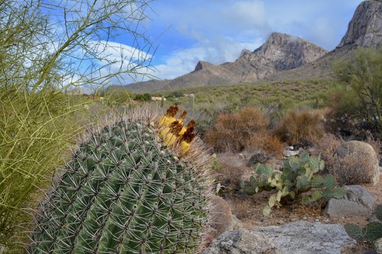 Linda Vista Hiking Trail Oro Valley Arizona