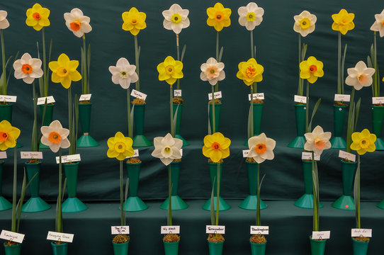 Daffodils on display at a horticultural competition