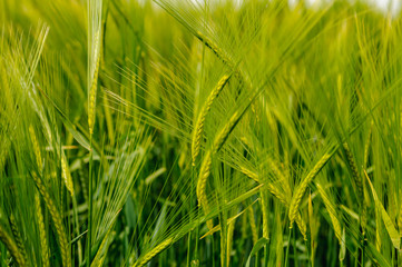 Field of green unripe wheat