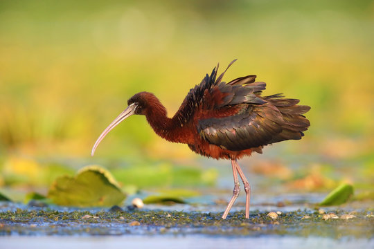 Glossy ibis (Plegadis falcinellus) in natural habitat