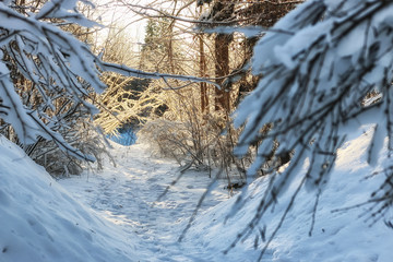 winter forest landscape sunlight snow