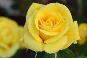 Sunsprite Yellow Rose Closeup