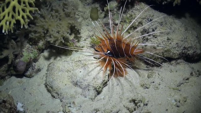 Radiant fish Clearfin lionfish Pterois radiata on sandy bottom of Red sea. Relax underwater video about marine animals.