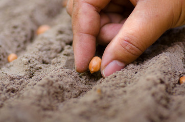 farmer hand sowing peanut seed to ground