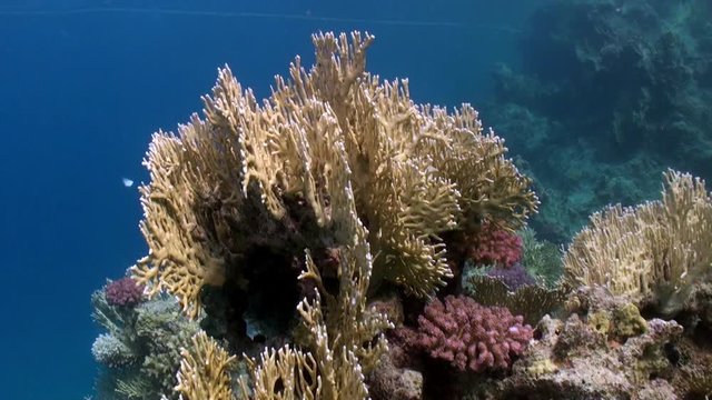 Close-up of coral underwater in Red sea. Bright marine nature on background of beautiful lagoon.