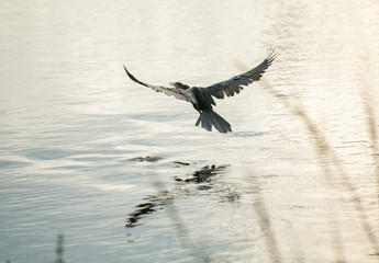 Anhinga taking flight at sunset in the wetlands