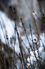 when nature sleeps in cold winter