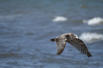 Juvenile Pacific Gull
