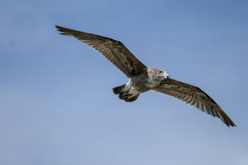 Juvenile Pacific Gull