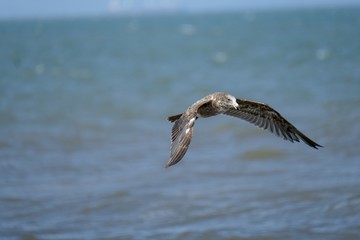Juvenile Pacific Gull 