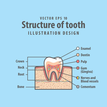Cross-section structure inside tooth diagram and chart illustration vector on blue background. Dental concept.