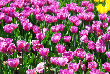 Beautiful tulip flower