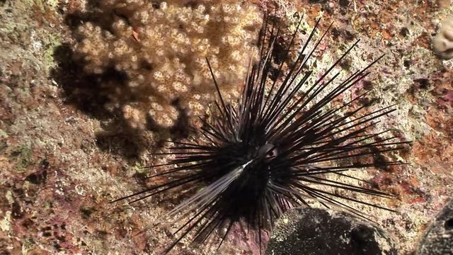 Black sea urchin Echinothrix diadema underwater. Relax video about marine nature on background of beautiful lagoon.