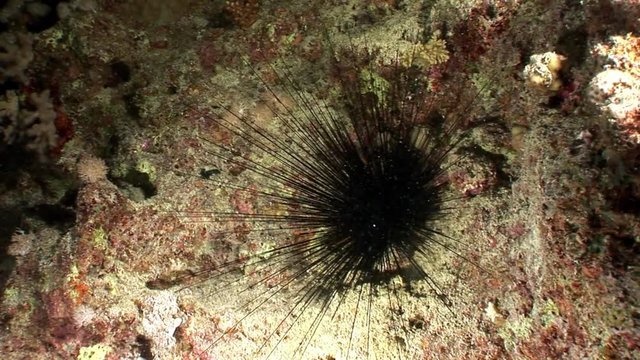 Black sea urchin Echinothrix diadema underwater. Relax video about marine nature on background of beautiful lagoon.