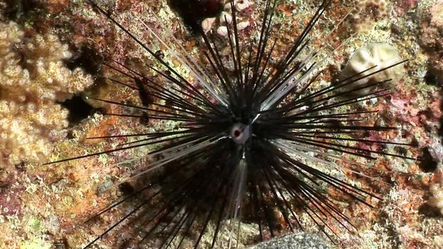 Black sea urchin Echinothrix diadema underwater. Relax video about marine nature on background of beautiful lagoon.