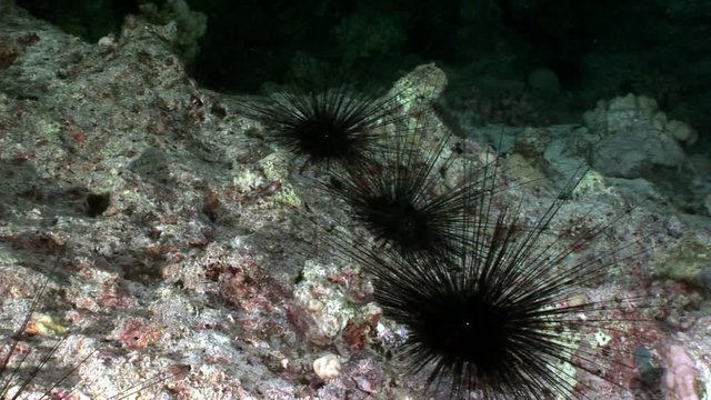 Black sea urchin Echinothrix diadema underwater. Relax video about marine nature on background of beautiful lagoon.