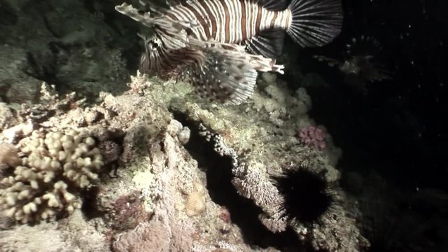 Black sea urchin Echinothrix diadema underwater. Relax video about marine nature on background of beautiful lagoon.